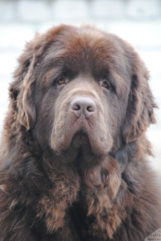 Фото: ньюфаундленд Faraon Cancrimo