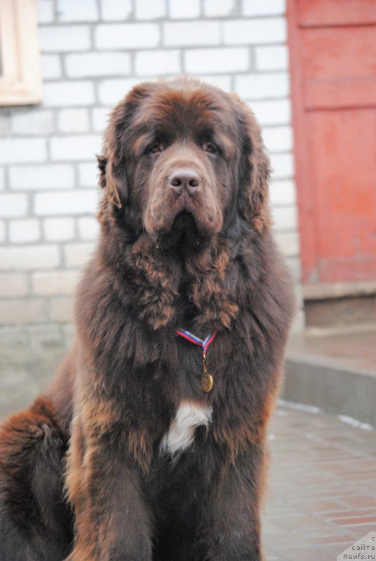 Фото: ньюфаундленд Faraon Cancrimo