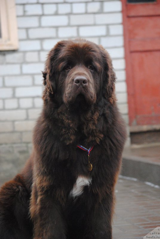 Фото: ньюфаундленд Faraon Cancrimo