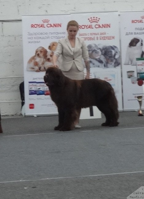 Фото: ньюфаундленд Funnewf Avalon (Фанньюф Авалон)