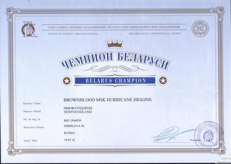 Фото: ньюфаундленд Brownblood MSK Harricane Higgins (Браунблад МСК Харрикейн Хиггенс)