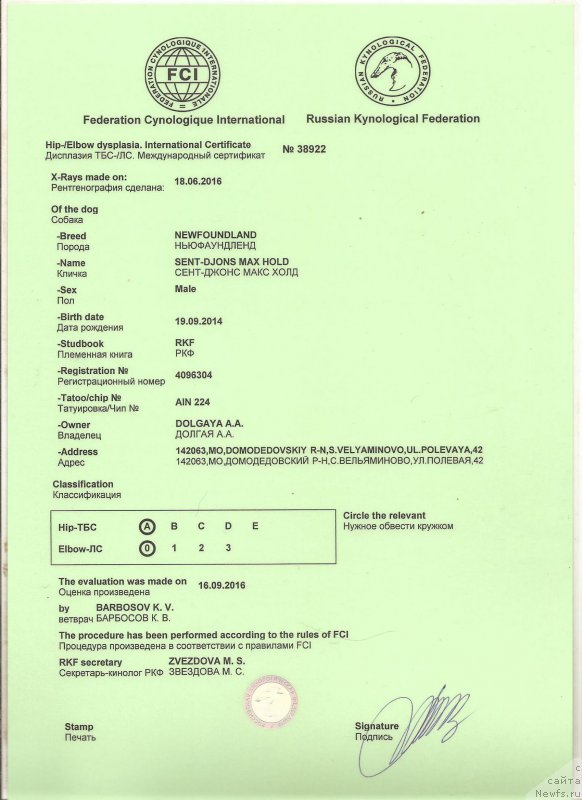 Фото: ньюфаундленд Sent Djons Max Hold (Сент Джонс Макс Холд)