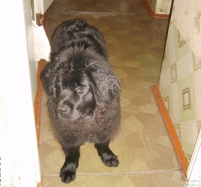 Фото: ньюфаундленд Egipetskiy Faraon (Египетский Фараон)