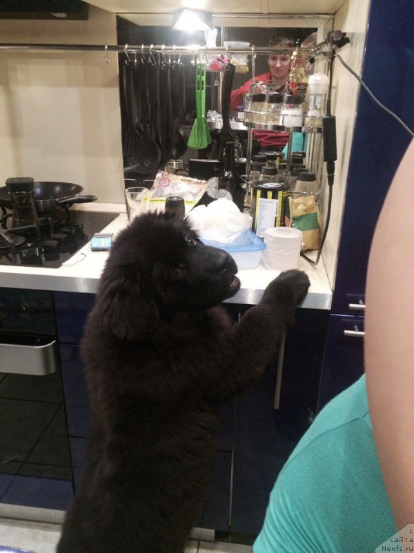 Фото: ньюфаундленд Chernaya Mafia Beauty Beyond Senses (Черная Мафия Беауту Беуонд Сенсес)