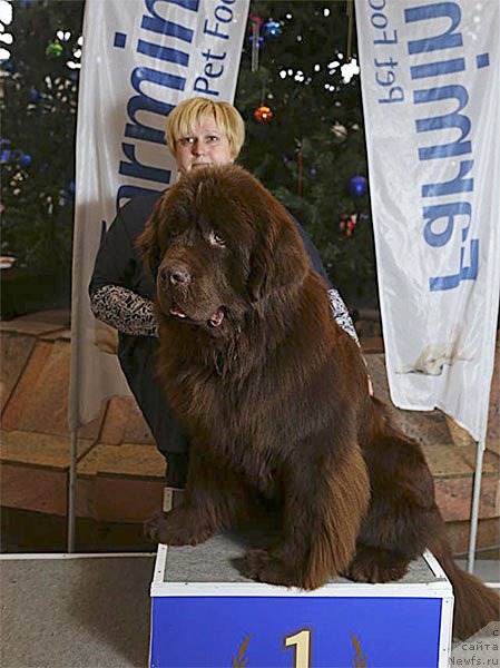 Фото: ньюфаундленд Vashe Blagorodie s Berega Dona (Ваше Благородие с Берега Дона), Natal'ya Klimova (Наталья Климова)