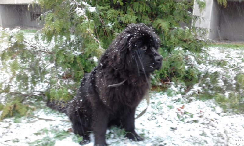 Фотография № 217522