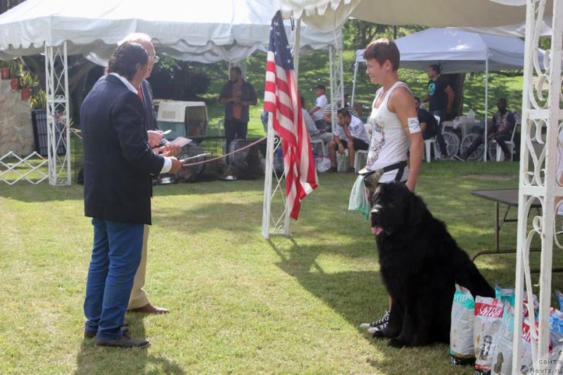 Фото: ньюфаундленд Piternyuf IMXO (Питерньюф ИМХО), Kseniya Abaturova (Ксения Абатурова)