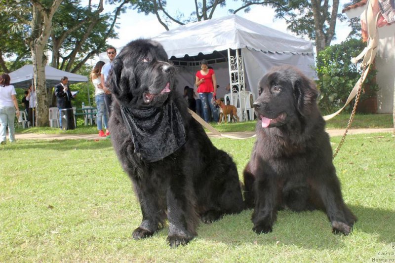 Фотография № 217531