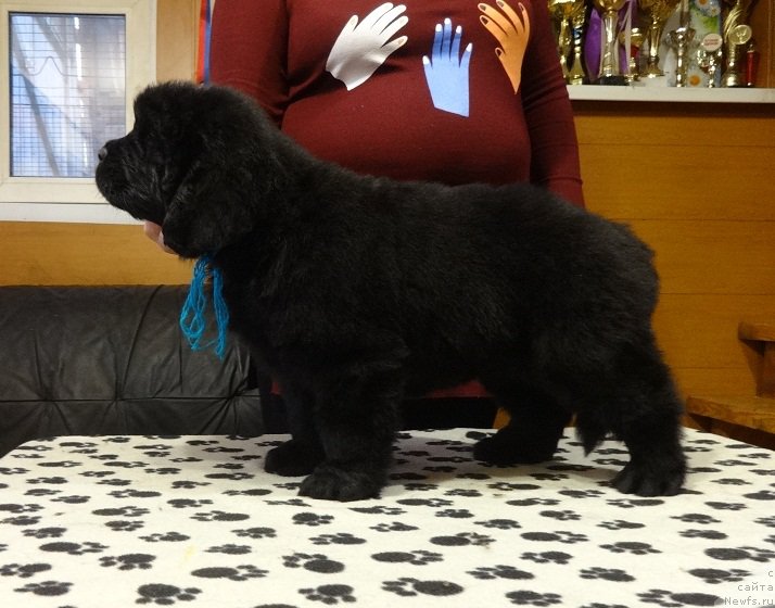 Фото: ньюфаундленд N'yufort Instinkt Vinner Knayt Itus (Ньюфорт Инстинкт Виннер Кнайт Итус)