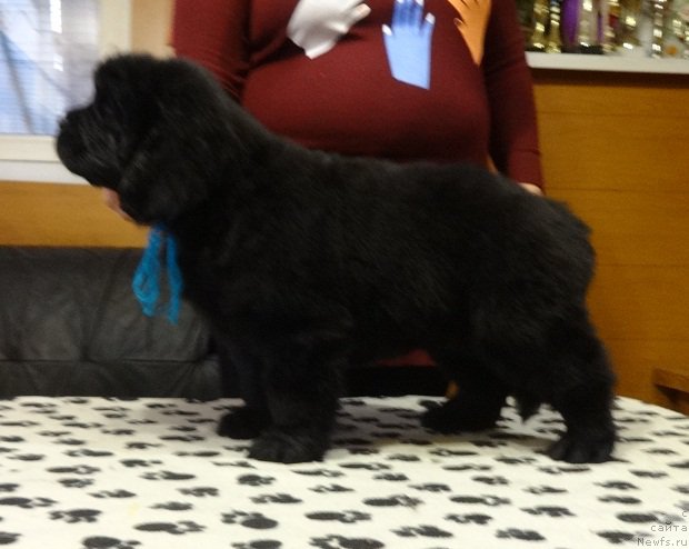 Фото: ньюфаундленд N'yufort Instinkt Vinner Knayt Itus (Ньюфорт Инстинкт Виннер Кнайт Итус)