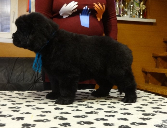 Фото: ньюфаундленд N'yufort Instinkt Vinner Knayt Itus (Ньюфорт Инстинкт Виннер Кнайт Итус)