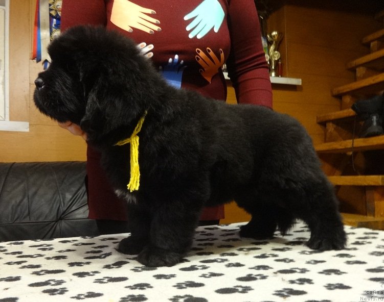 Фото: ньюфаундленд N'yufort Imperator (Ньюфорт Император)