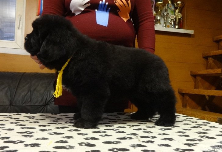 Фото: ньюфаундленд N'yufort Imperator (Ньюфорт Император)