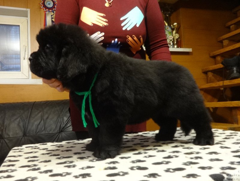 Фото: ньюфаундленд N'yufort it iz ze Best of All (Ньюфорт ит из зе Бест оф Алл)