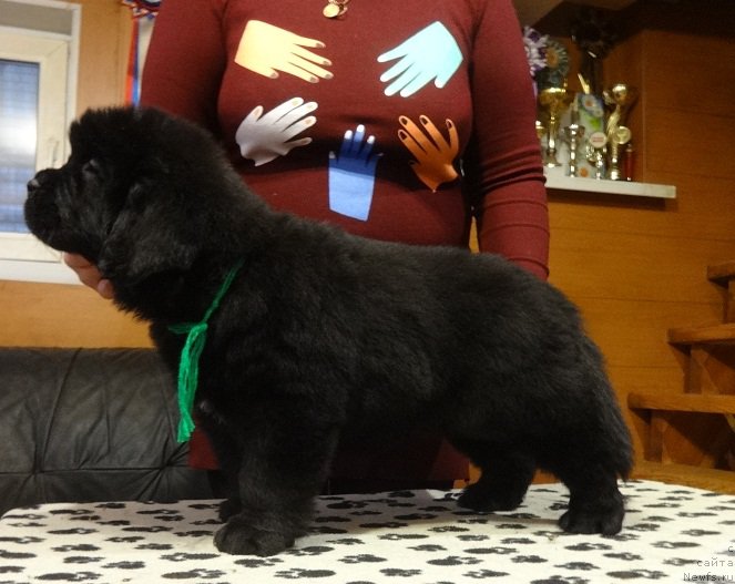 Фото: ньюфаундленд N'yufort it iz ze Best of All (Ньюфорт ит из зе Бест оф Алл)