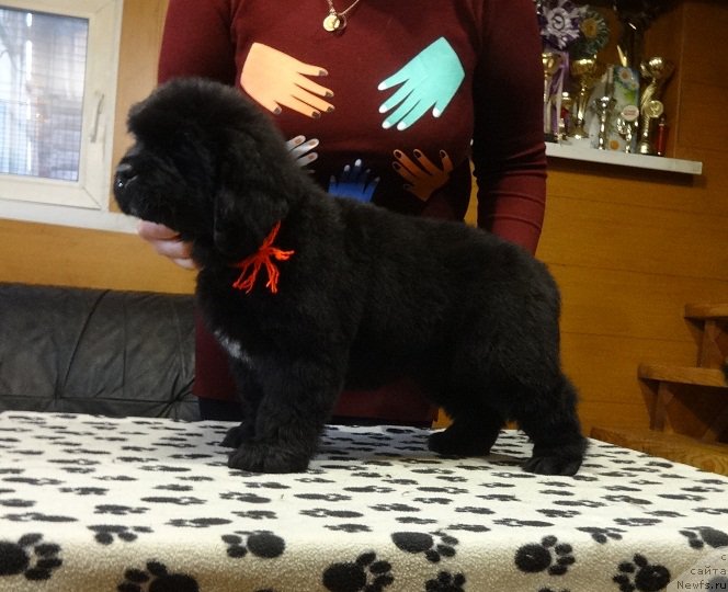 Фото: ньюфаундленд Njufort iz Peni Morskoy Afrodita (Ньюфорт из Пены Морской Афродита)