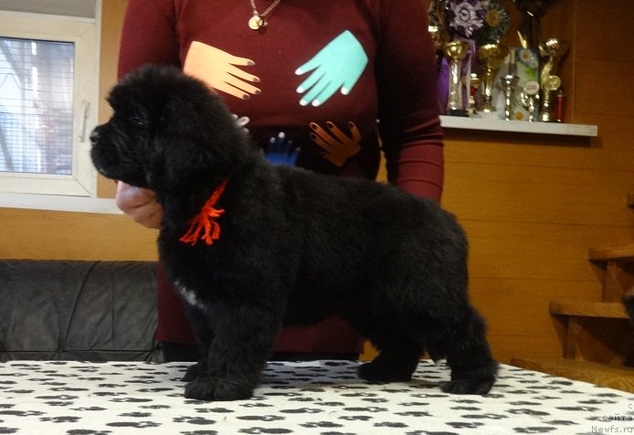 Фото: ньюфаундленд Njufort iz Peni Morskoy Afrodita (Ньюфорт из Пены Морской Афродита)