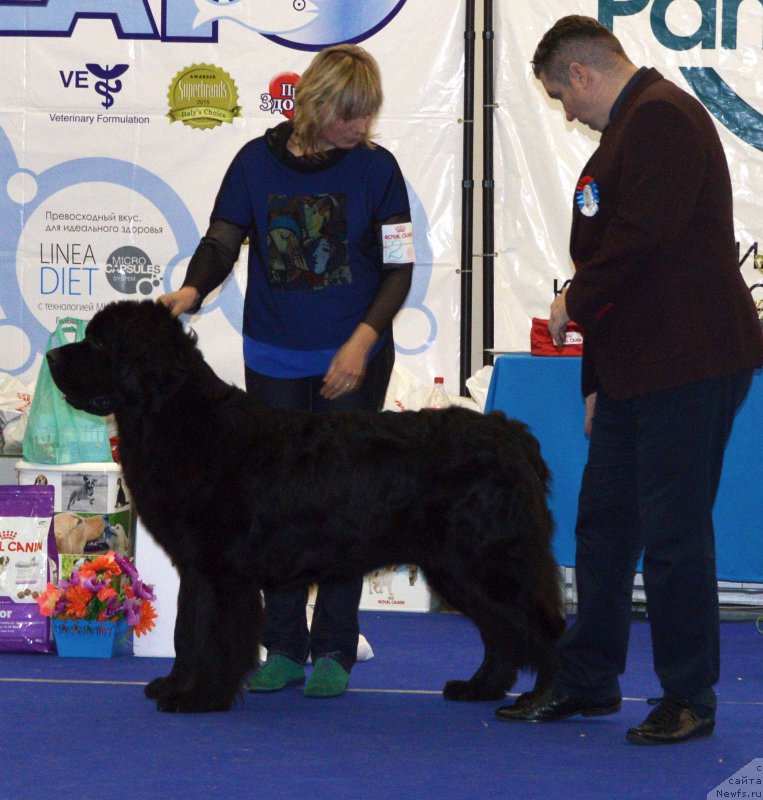 Фото: ньюфаундленд Modiliani is Antagrada (Модильяни из Антаграда)