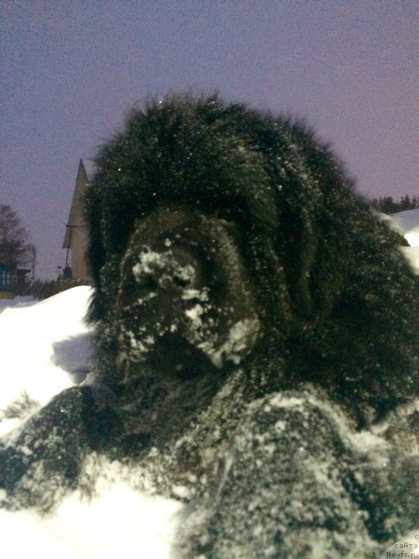 Фотография № 217561