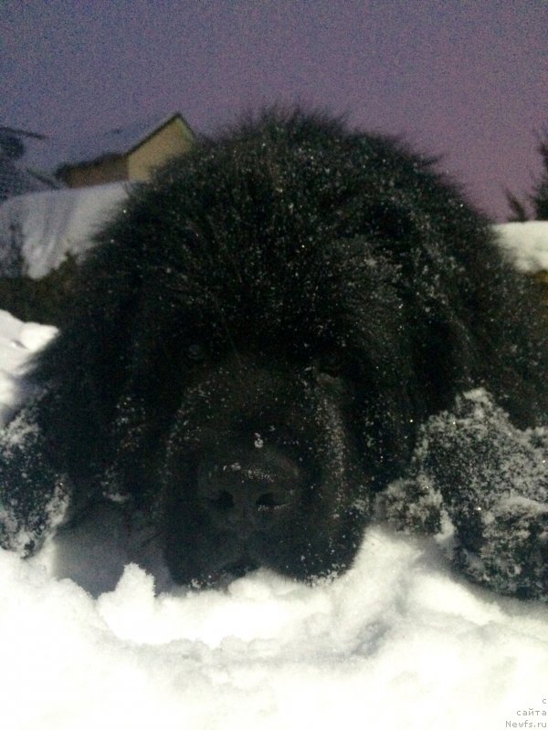 Фото: ньюфаундленд Bi Perfekt Donatello (Би Перфект Донателло)