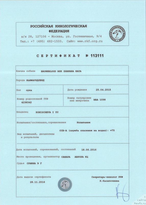 Фото: ньюфаундленд Brownblood MSK Zhanara Haya (Браунблад МСК Жанара Хайя)