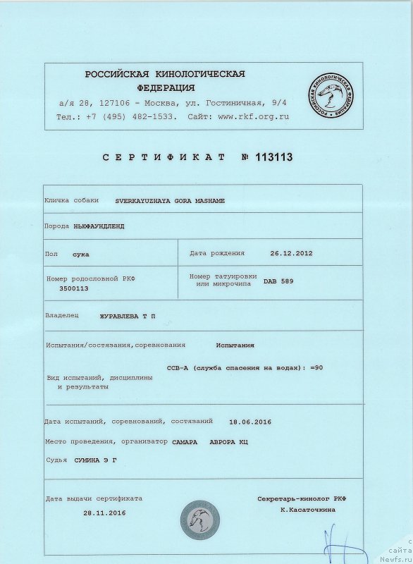 Фото: ньюфаундленд Sverkayuzhaya Gora Mashame (Сверкающая Гора Машаме)