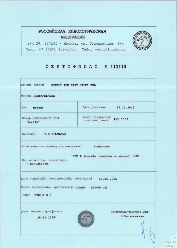 Фото: ньюфаундленд Charli The Best Helfi Pel (Чарли Де Бест Хелфи Пэл)