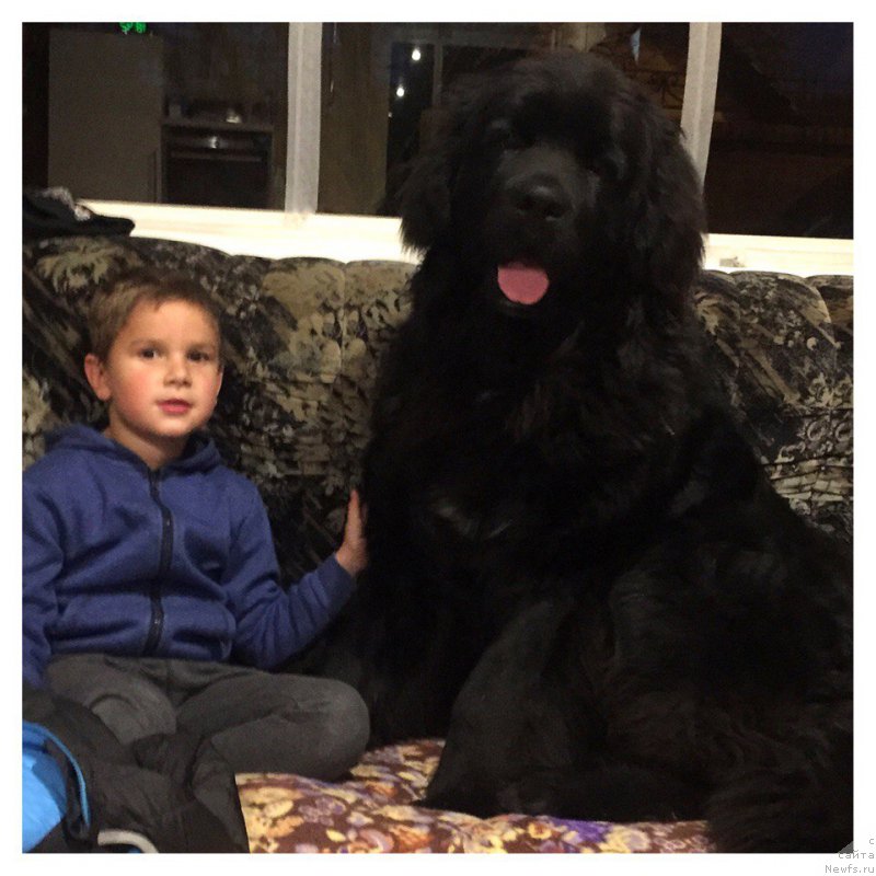 Фото: ньюфаундленд Enigmatic kingd Аristocrat (Енигматик Кингд Аристократ)