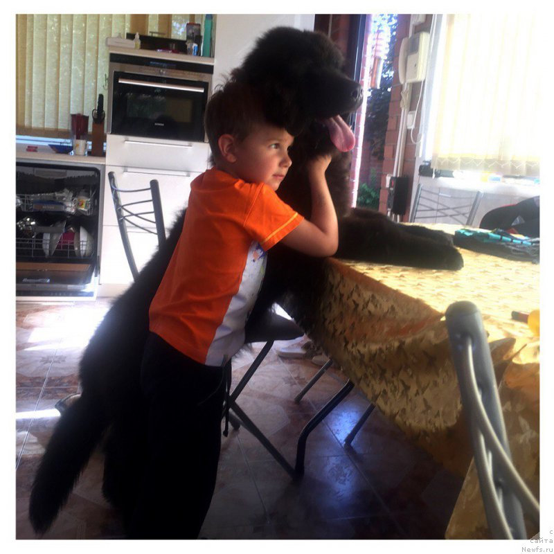 Фото: ньюфаундленд Enigmatic kingd Аristocrat (Енигматик Кингд Аристократ)