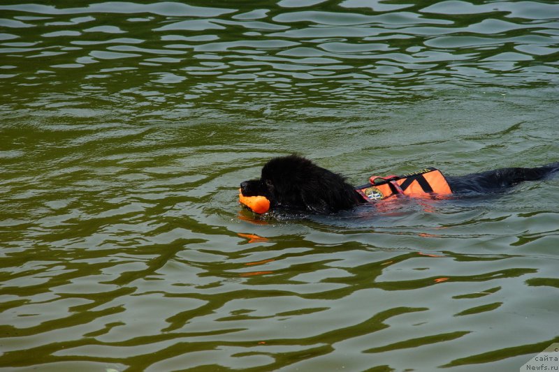 Фото: ньюфаундленд Sent Djons Zaferano (Сент Джонс Заферано)
