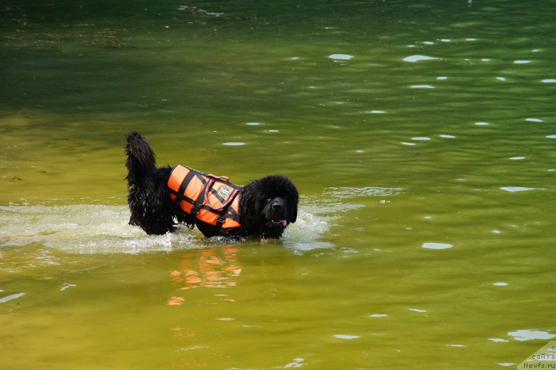 Фото: ньюфаундленд Sent Djons Zaferano (Сент Джонс Заферано)