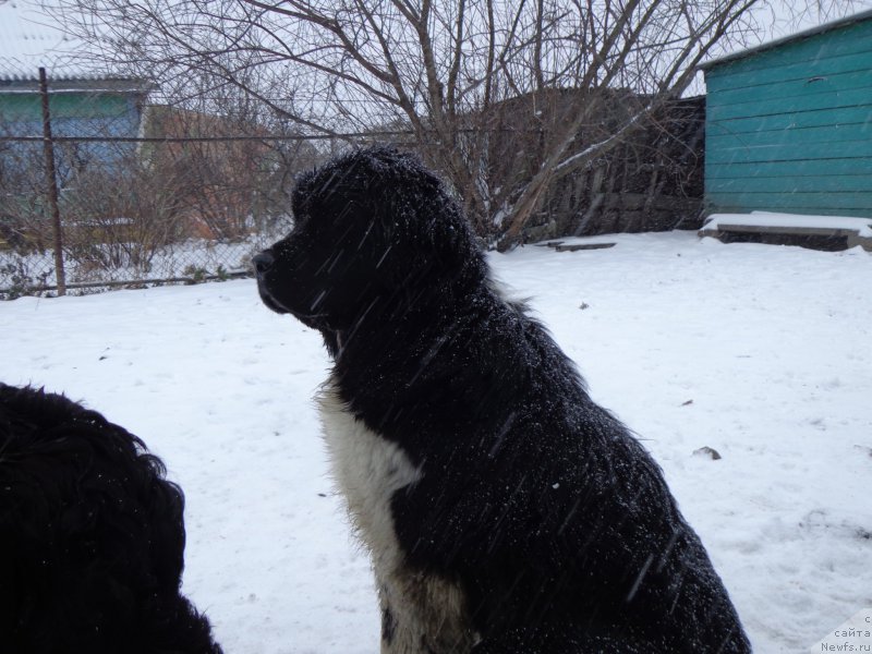 Фото: ньюфаундленд Selin Dion (Селин Дион)