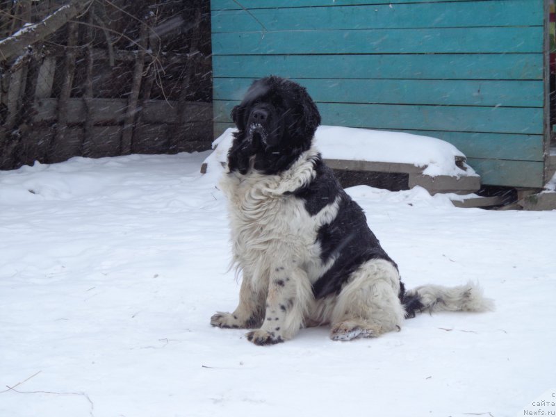 Фото: ньюфаундленд Super Premium Litoniel Vallaninor (Супер Премиум Литониэль Валланинор)