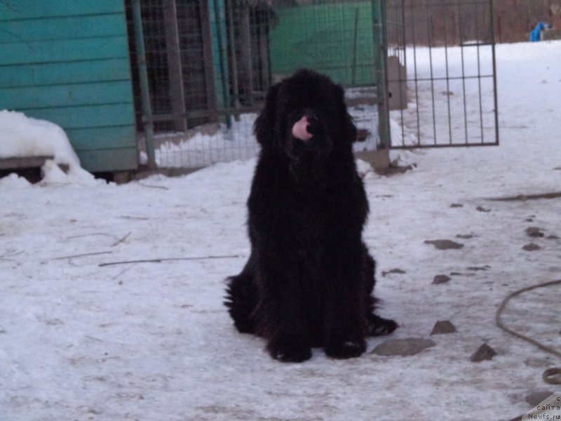 Фото: ньюфаундленд Super Premium Mikado (Супер Премиум Микадо)