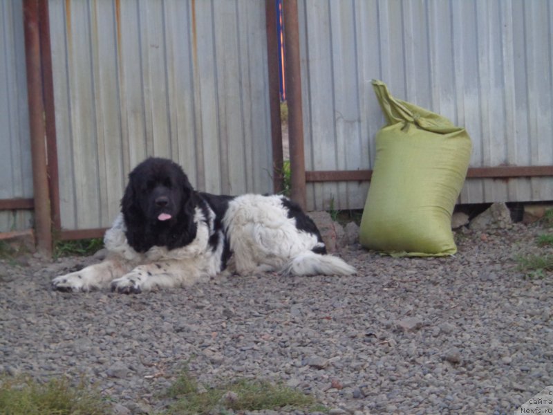 Фото: ньюфаундленд Super Premium Litoniel Vallaninor (Супер Премиум Литониэль Валланинор)