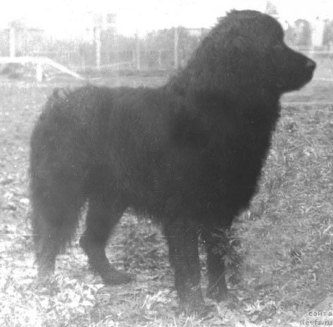 Фото: ньюфаундленд Insar Barsi (Инсар Барси)