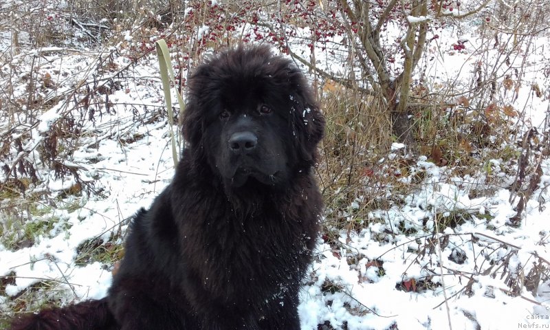 Фото: Акватория Келвин Злата