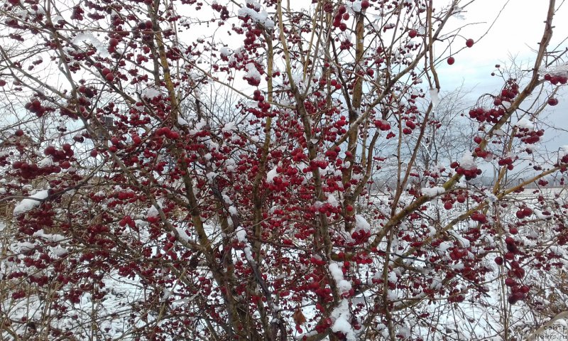 Фотография № 217601