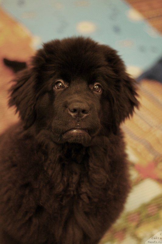 Фото: ньюфаундленд Chernaya Mafia Beauty Beyond Senses (Черная Мафия Беауту Беуонд Сенсес)