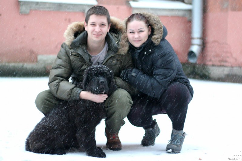 Фото: ньюфаундленд Chernaya Mafia Beauty Beyond Senses (Черная Мафия Беауту Беуонд Сенсес)