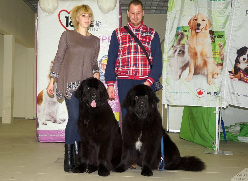 Фото: ньюфаундленд Smigar Blondy Marilyn (Смигар Блонди Мэрилин), ньюфаундленд Smigar Brainwave (Смигар Брейнвейв), Anastasiya YEduardova (Анастасия Эдуардова), Evgeniy Sosnov (Евгений Соснов)