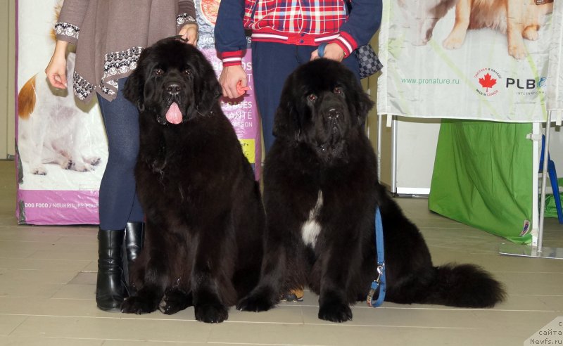 Фото: ньюфаундленд Smigar Blondy Marilyn (Смигар Блонди Мэрилин), ньюфаундленд Smigar Brainwave (Смигар Брейнвейв)