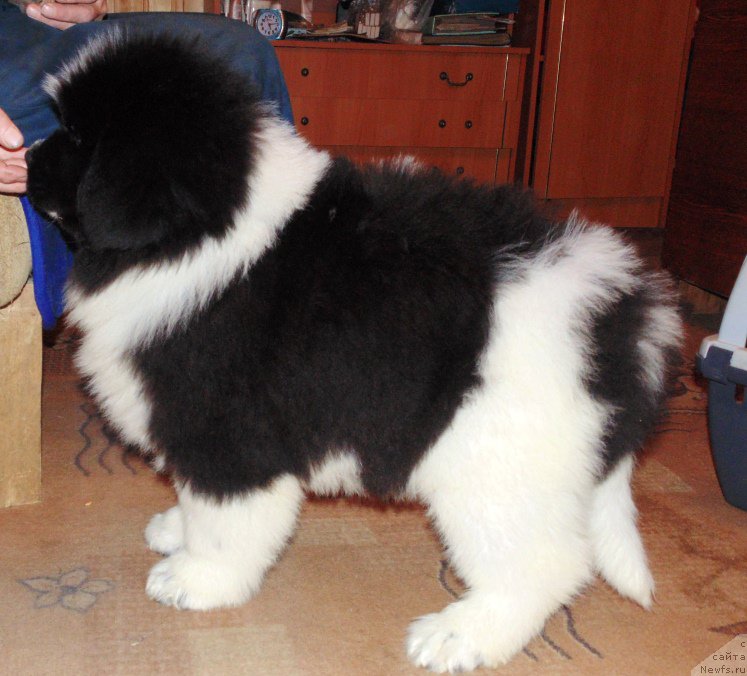 Фото: ньюфаундленд Vodogray ot Karel'skih Medvedey (Водограй от Карельских Медведей)