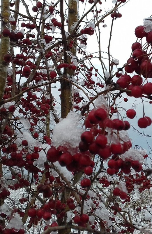 Фотография № 217620