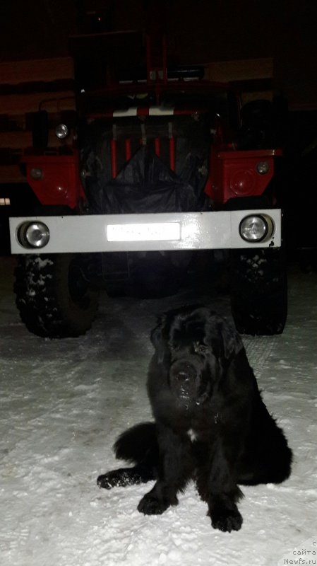 Фото: ньюфаундленд Belkonder-Club Jamaica Blue Mountin (Белкондер-Клаб Ямайка Блю Маунтин)