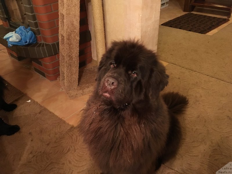 Фото: ньюфаундленд N'yufort Vasabi (Ньюфорт Васаби)