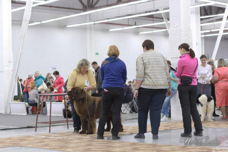 Фото: ньюфаундленд Funnewf Avalon (Фанньюф Авалон), Irina Panyushkina (Ирина Панюшкина)