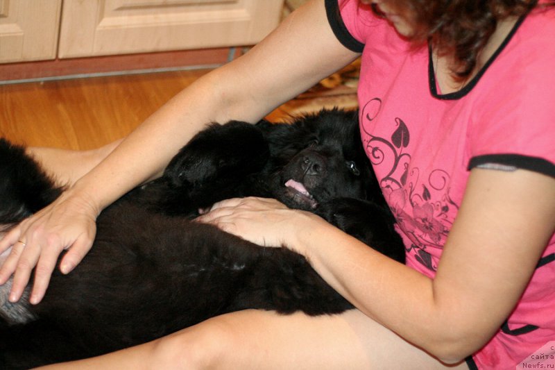 Фото: ньюфаундленд Chernaya Mafia Ball of Fire (Черная Мафия Балл оф Фире)