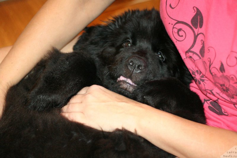 Фото: ньюфаундленд Chernaya Mafia Ball of Fire (Черная Мафия Балл оф Фире)