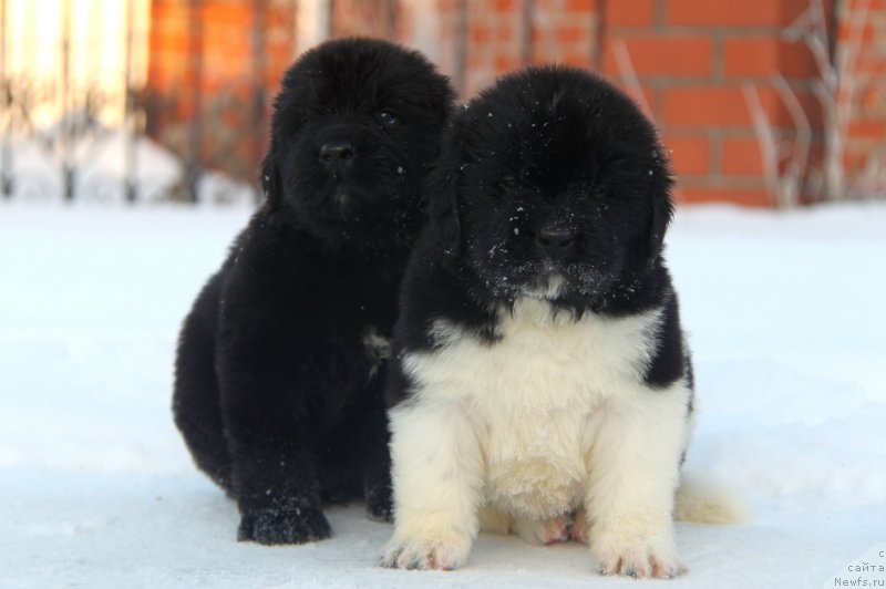 Фото: ньюфаундленд Akvian Song Tayfun (Аквиан Сонг Тайфун), ньюфаундленд Akvian Song Tornado (Аквиан Сонг Торнадо)